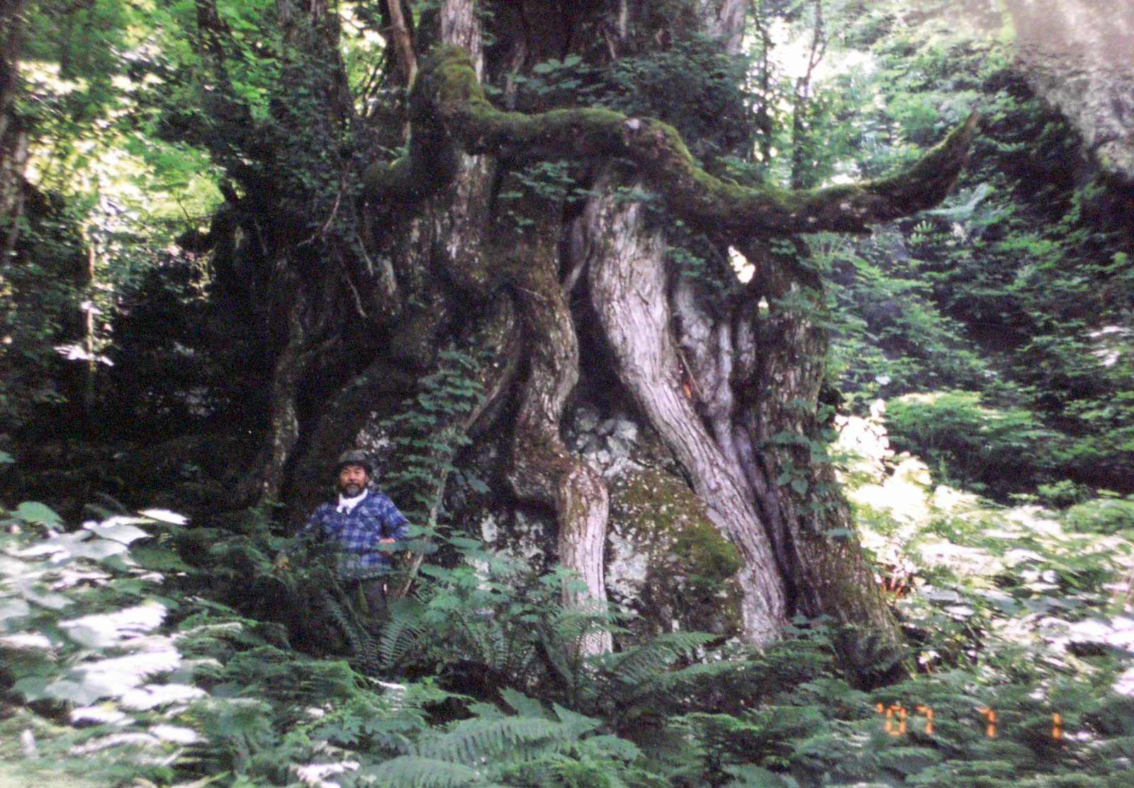 岸先生がよく山の道場の周りをハイキングしていた。近くにある約２０００年前の木